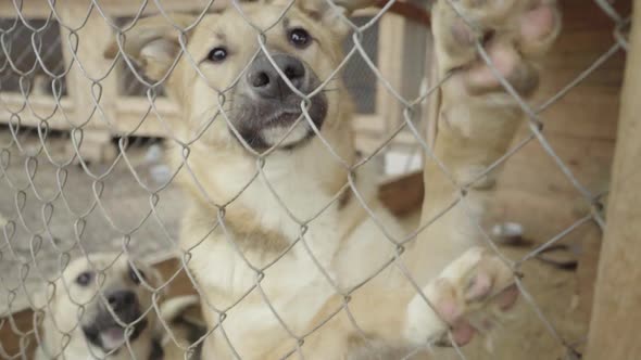 Homeless Dogs in a Dog Shelter. Slow Motion