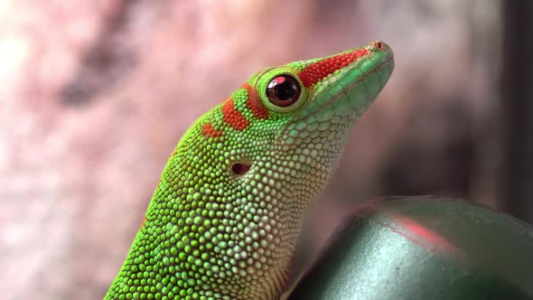 Up close view of giant day gecko moving head fast
