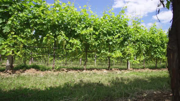 Green Grape Plants in the Middle of Nature