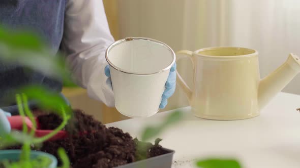 Female Hands Transplanting House Plant to a New Pot Close Up