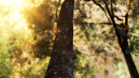 Sunbeams Pour Through Trees in Misty Forest