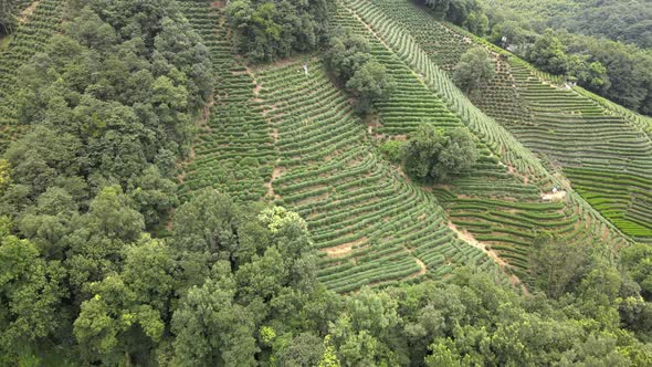 Longjing Tea Plantation, Hangzhou