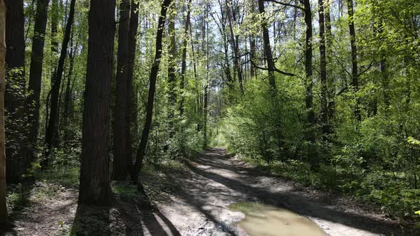 Green Forest During the Day Aerial View