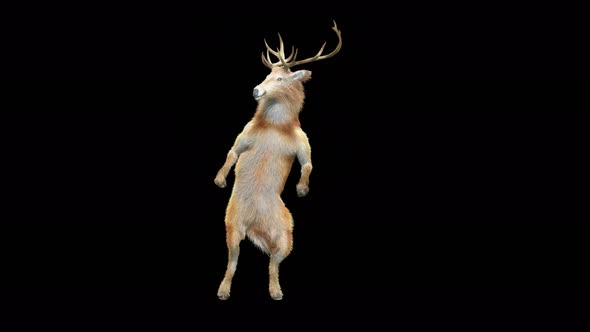 33 Deer Dancing 4K