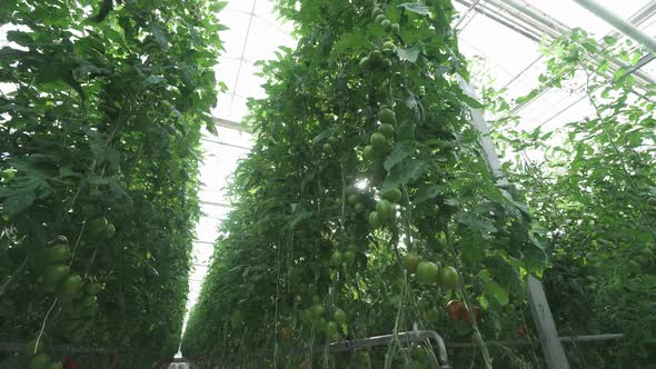 Greenhouse View of Branches with Tomatoes Tunnel View of Grown Tomato and Green Seedling Growing