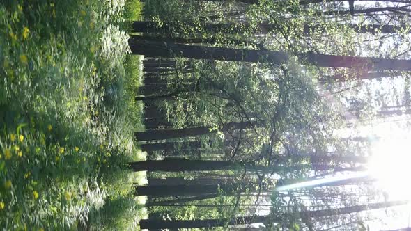 Vertical Video of a Beautiful Green Pine Forest on a Summer Day Slow Motion