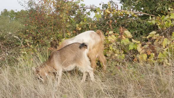 Goats in the field eating plants 4K 2160p 30fps UltraHD footage - Capra aegagrus hircus pair of dome