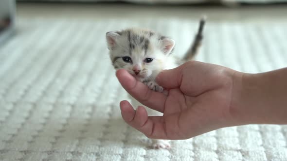 Asian Woman Playing With Her Tabby Cat