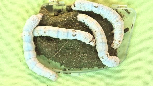 Silkworms Feeding on Mulberry Paste