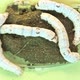 Silkworms Feeding on Mulberry Paste - VideoHive Item for Sale