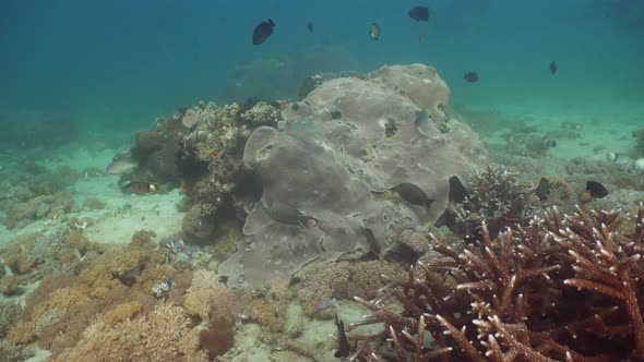 Coral Reef Tropical Fish