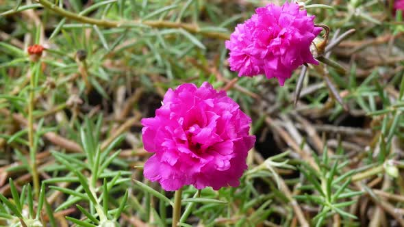 Close up beautiful pink color flower.