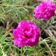 Close up beautiful pink color flower. - VideoHive Item for Sale