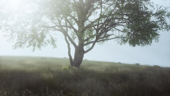 African Landscape with a Beautiful Big Tree alt