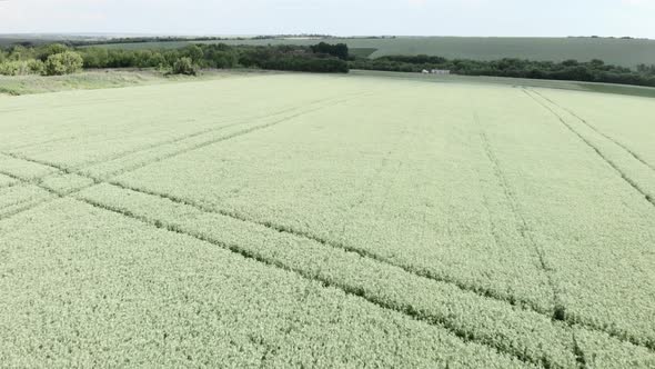 Green wheat field. Farming and harvesting.