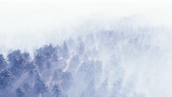 Flying in the fog over snow-covered trees in Christmas or New Year.