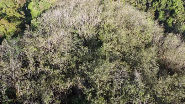 Aerial fly over leafless rubber tree