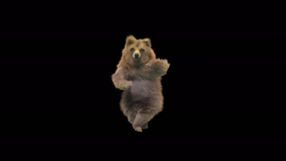 131 Bear Dancing 4K