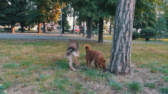 Stray dogs sniffing a tree in a public park with trees and trafic in the background