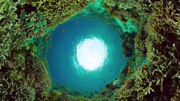 Coral Reef and Tropical Fish Underwater