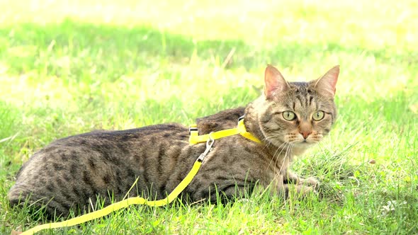 Walking a domestic cat on a yellow harness. The tabby cat is afraid of outdoor,hides in the green gr