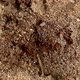 Ant Hill with Ants - VideoHive Item for Sale