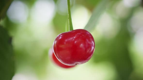 Cherry (2K)