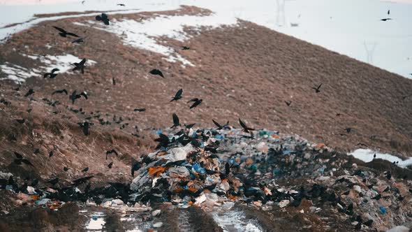 Crows at a City Dump