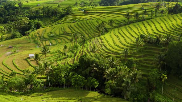 Flying Over Terraced Rice Paddies In Bali.