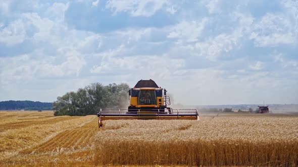 Agricultural machine harvesting field. Modern combine harvesting wheat field