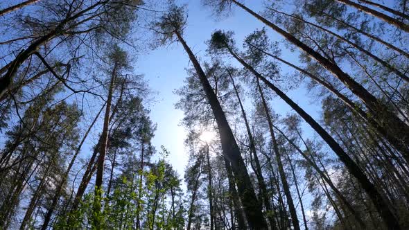 Forest with Pine Trees During the Day POV