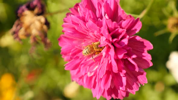 Bee on Cosmos bipinnatus  Double Cranberry flower in the garden 4K 2160p 30fps  UltraHD footage - De