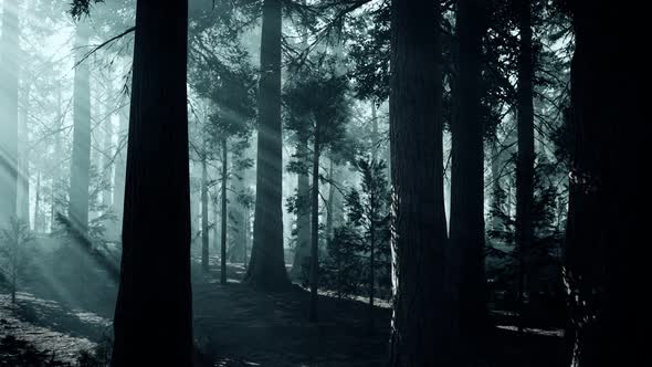 Black Tree Trunk in a Dark Pine Tree Forest