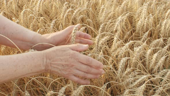 wrinkled old hands of an elderly woman stroking and touching ears of ripe wheat in field at sunset