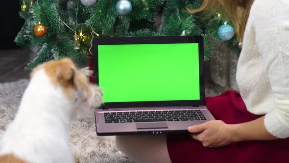 A girl shows the dog a laptop with a green screen under a Christmas tree in the kitchen