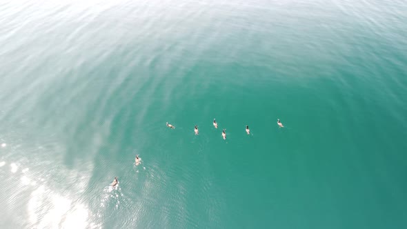 Aerial View of the Dolphins Slowly Swimming in Crystal Clear Calm Turquoise Waters