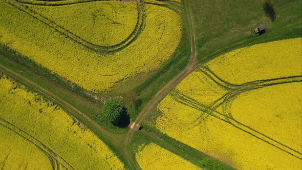 Looking down on rape seed field in Lower Austria, drone flight over renewable energy oilseed plantat