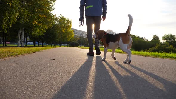 Happy dog walk with owner at sunny path in morning park, slow motion shot