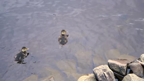 A mother and baby ducks swimming on a large lake