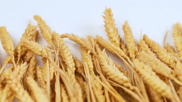 Golden wheat lies on a white table. Rye stalks on a white background.