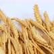 Golden wheat lies on a white table. Rye stalks on a white background. - VideoHive Item for Sale
