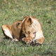 Lioness Cleaning After A Meal - VideoHive Item for Sale