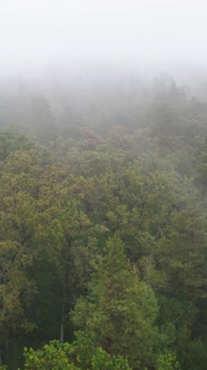 Vertical Video Fog in the Forest Aerial View