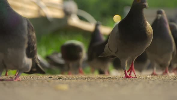 Pigeons In The Park 1