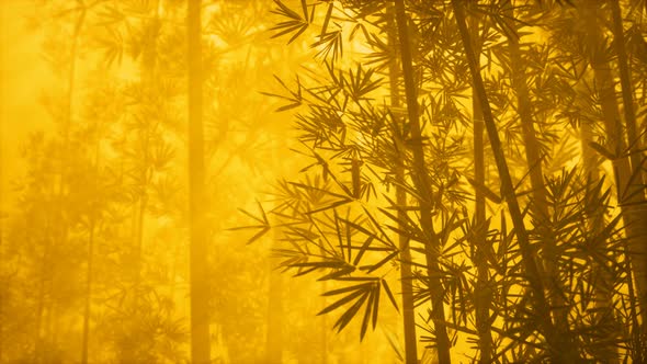 Asian Bamboo Forest with Morning Fog