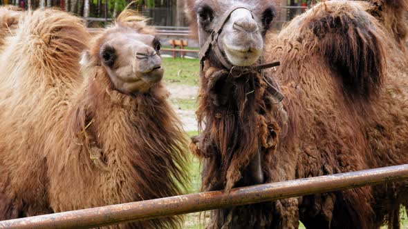 Bactrian Camels In The Enclosure Of The Zoo - slow motion