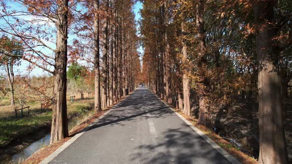 Through the Metasequoia woods