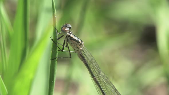 Dragonfly On A Blade Of Grass