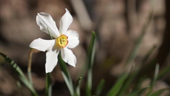 Early spring daffodil plant  against brick wall slow motion 1920X1080 HD footage - Shallow DOF Narci