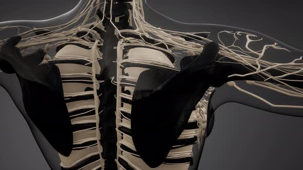 Transparent Human Body with Visible Bones alt